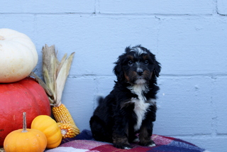 puppy, for, sale, Bernadoodle, Matthew B. Stoltzfus, dog, breeder, Gap, PA, dog-breeder, puppy-for-sale, forsale, nearby, find, puppyfind, locator, puppylocator, aca